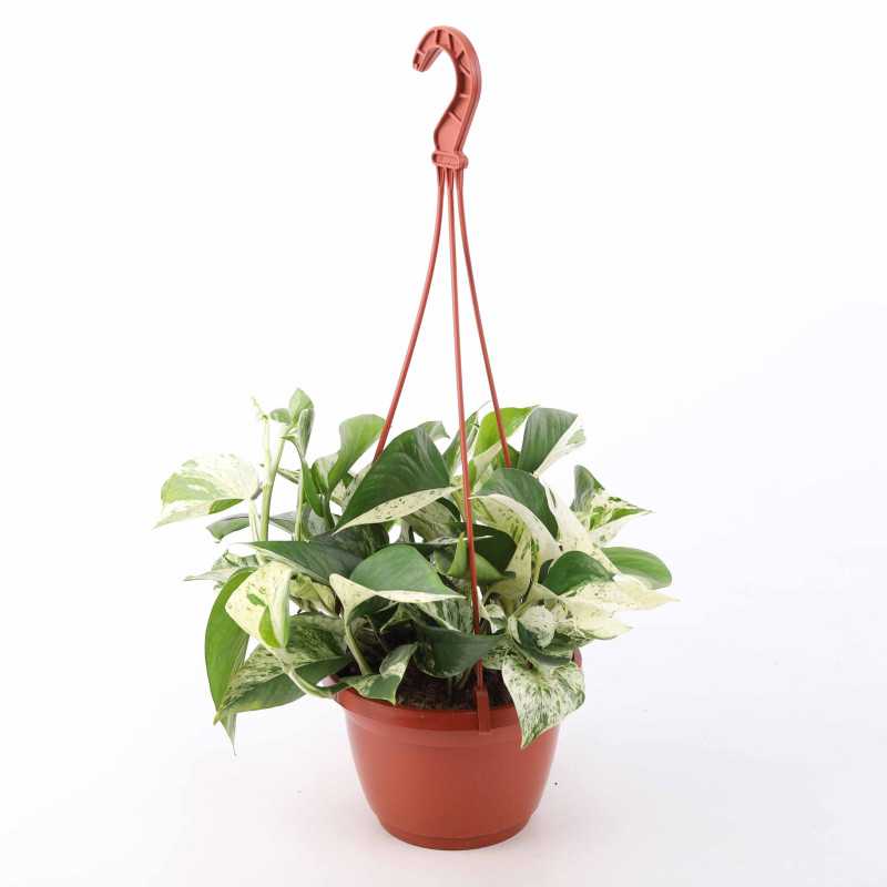 Epipremnum Marble Queen (Epipremium Wiszące)