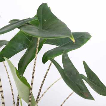 Alocasia Zebrina (Alokazja pasiasta)