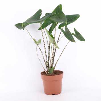Alocasia Zebrina (Alokazja pasiasta)