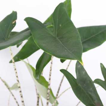 Alocasia Zebrina (Alokazja pasiasta)