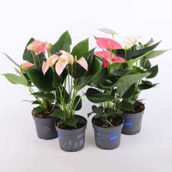 Anturium (Anthurium) średnica 12 cm