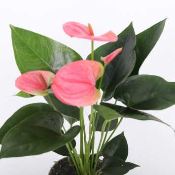 Anthurium (Anturium) - mix kolorów, średnica 12 cm