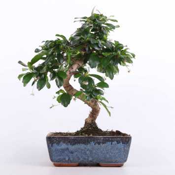 Fikus Bonsai MIX - 19 x 12,5 [cm]