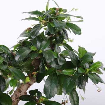 Ficus microcarpa Ginseng (Bonsai, Fikus w ceramicznej donicy