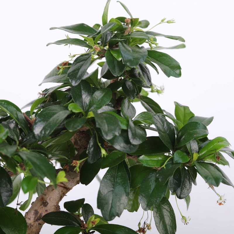 Ficus microcarpa Ginseng (Bonsai, Fikus w ceramicznej donicy
