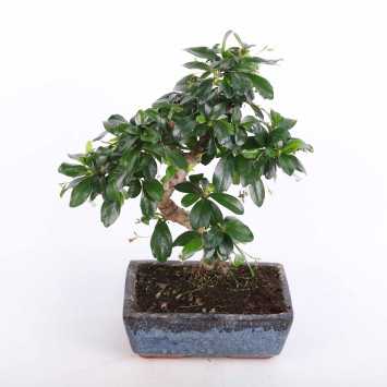 Ficus microcarpa Ginseng (Bonsai, Fikus w ceramicznej donicy