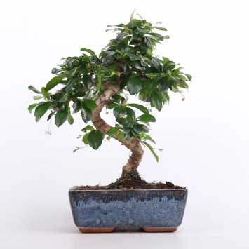 Ficus microcarpa Ginseng (Bonsai, Fikus w ceramicznej donicy