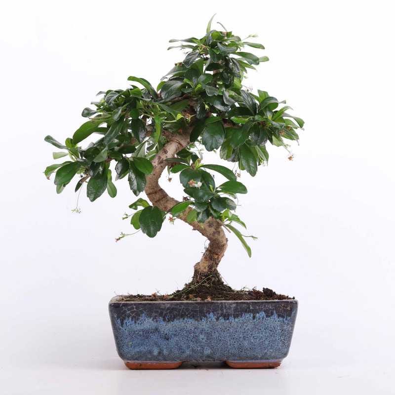 Ficus microcarpa Ginseng (Bonsai, Fikus w ceramicznej donicy