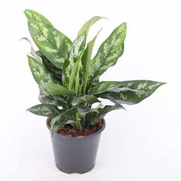 Aglaonema Maria Christina