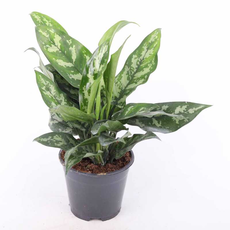 Aglaonema Maria Christina