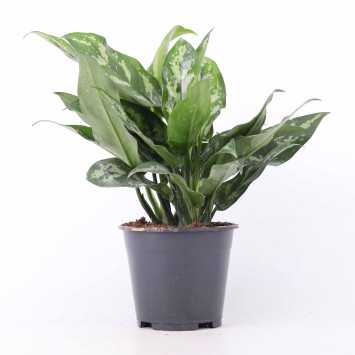 Aglaonema Maria Christina