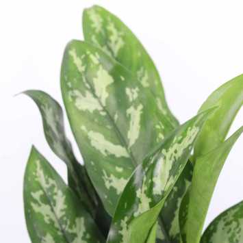 Aglaonema Maria Christina