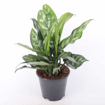 Aglaonema Maria Christina