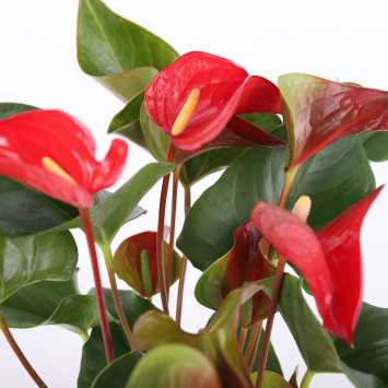 Anturium Scherzera (Anthurium scherzerianum Schott)