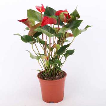 Anturium Scherzera (Anthurium scherzerianum Schott)