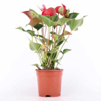 Anturium Scherzera (Anthurium scherzerianum Schott)