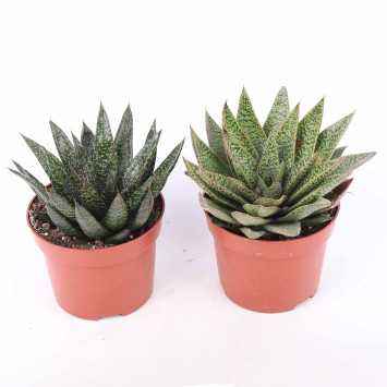 Aloe (Aloes) - mix - 12 cm