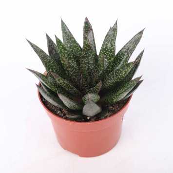Aloe (Aloes) - mix - 12 cm