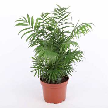 Chamaedorea Elegans (Chamedora wytworna) - średnica: 17 cm