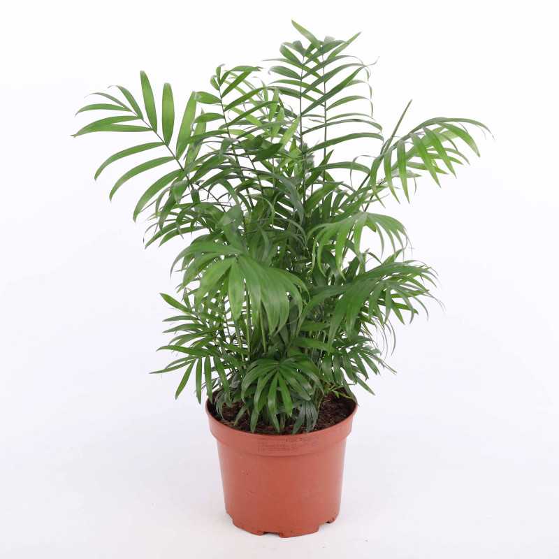 Chamaedorea Elegans (Chamedora wytworna) - średnica: 17 cm