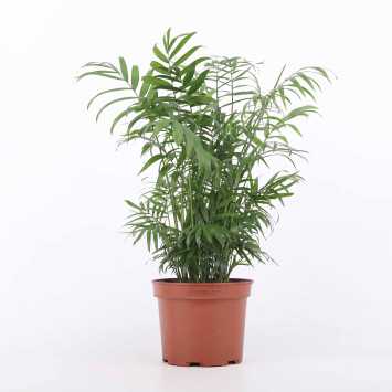Chamaedorea Elegans (Chamedora wytworna) - średnica: 17 cm