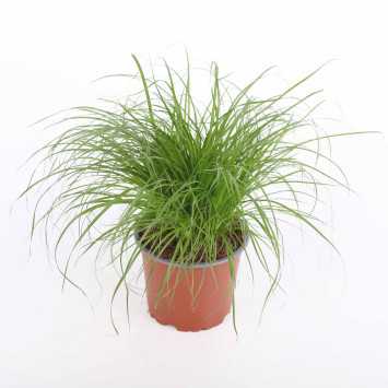 Cyperus zumula (Kocia trawa) 