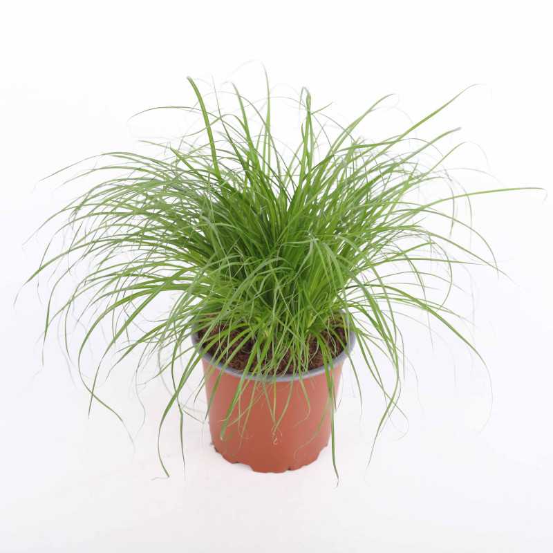 Cyperus zumula (Kocia trawa) 