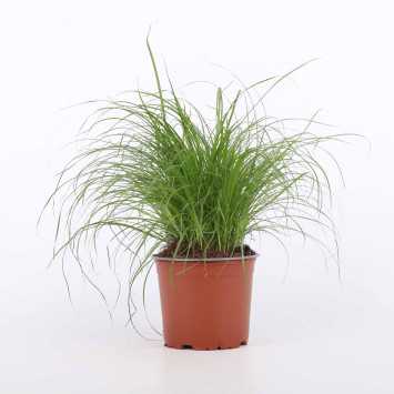 Cyperus zumula (Kocia trawa) 
