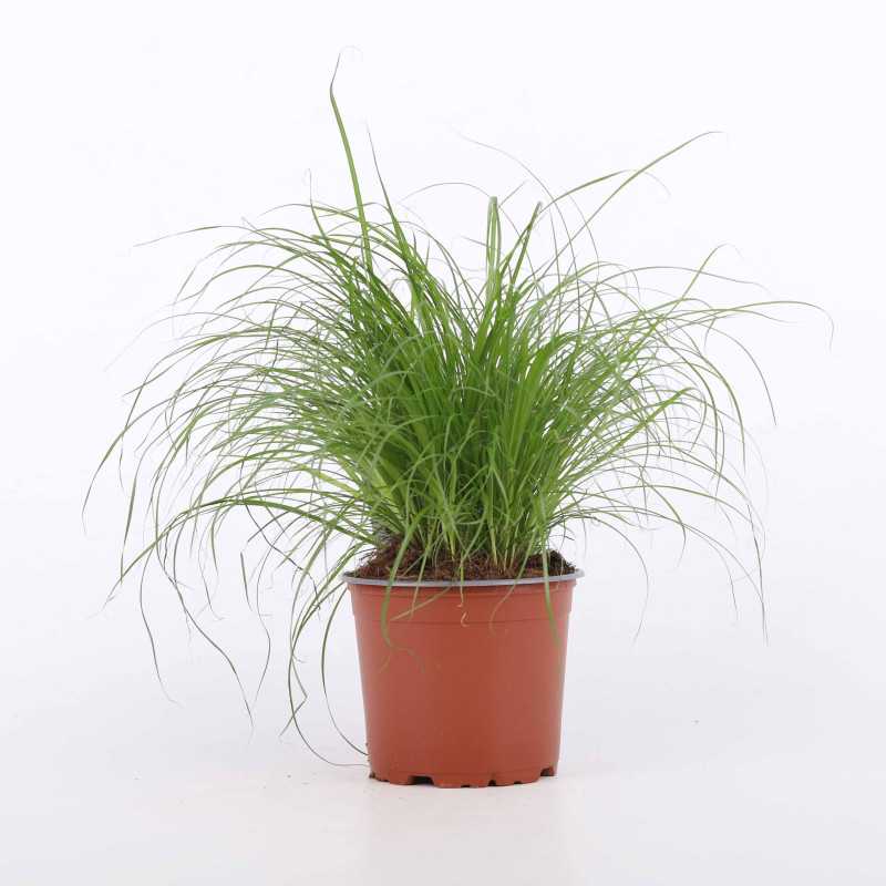 Cyperus zumula (Kocia trawa) Cyperus zumula (Kocia trawa)