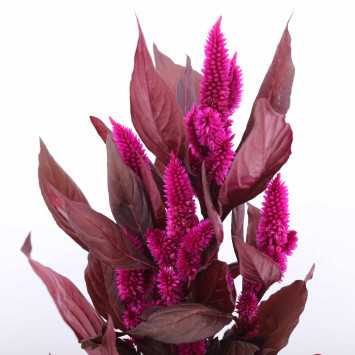 Celosia Mystic Shades (Celozja)