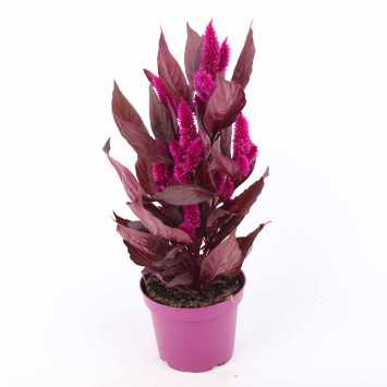Celosia Mystic Shades (Celozja)