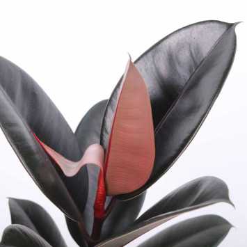Ficus elastica Abidjan (Fikus sprężysty) - średnica: 14 cm