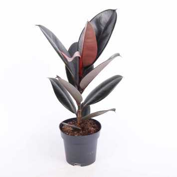 Ficus elastica Abidjan (Fikus sprężysty) - średnica: 14 cm
