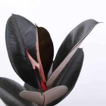 Ficus elastica Abidjan (Fikus sprężysty) - średnica: 14 cm