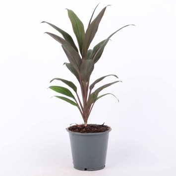 Cordyline fruticosa 'Rubra' (Kordylina)