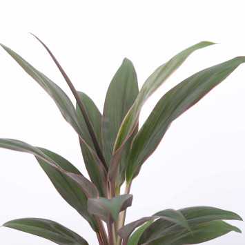 Cordyline fruticosa 'Rubra' (Kordylina)