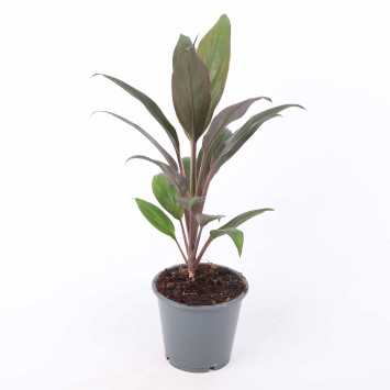 Cordyline fruticosa 'Rubra' (Kordylina)