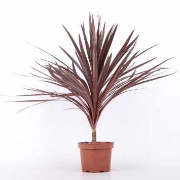 Cordyline australis Red Star (Kordylina australijska) - średnica: 19 cm