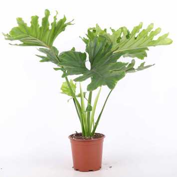 Philodendron 'Shangri La' (Filodendron)