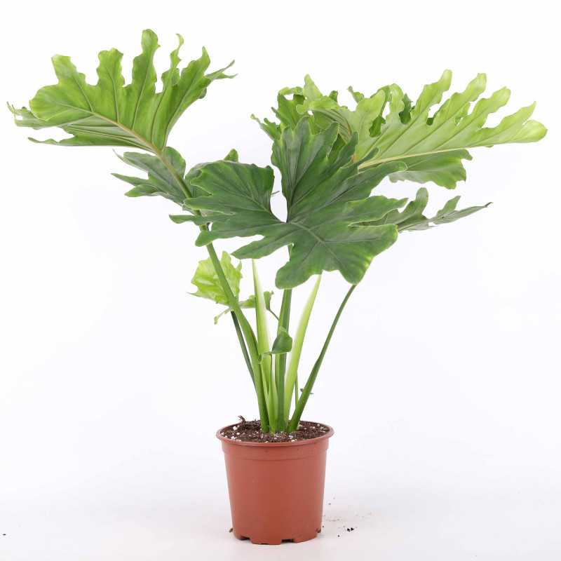 Philodendron 'Shangri La' (Filodendron)
