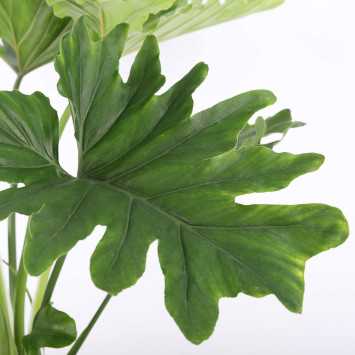 Philodendron 'Shangri La' (Filodendron)