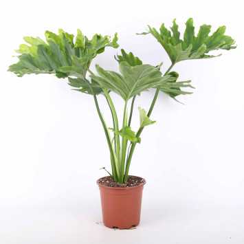 Philodendron 'Shangri La' (Filodendron)