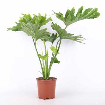 Philodendron 'Shangri La' (Filodendron)
