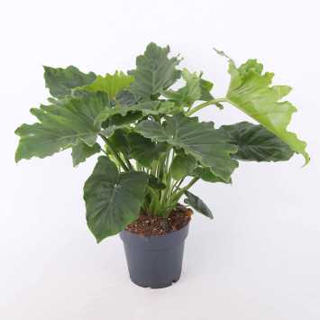 Philodendron selloum Hope (Filodendron)