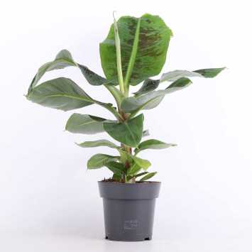 Musa acuminata Dwarf Cavendish (Bananowiec) - średnica: 17 cm