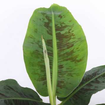 Musa acuminata Dwarf Cavendish (Bananowiec) - średnica: 17 cm