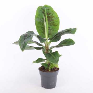 Musa acuminata Dwarf Cavendish (Bananowiec) - średnica: 17 cm