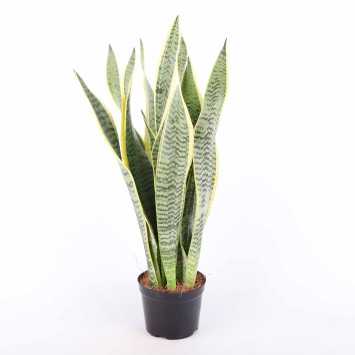 Sansewieria gwinejska (Sansevieria trifasciata 'Laurentii') - śr. 14 cm