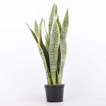Sansewieria gwinejska (Sansevieria trifasciata 'Laurentii') - śr. 14 cm