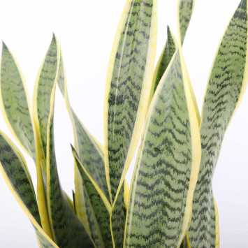 Sansewieria gwinejska (Sansevieria trifasciata 'Laurentii') - śr. 14 cm